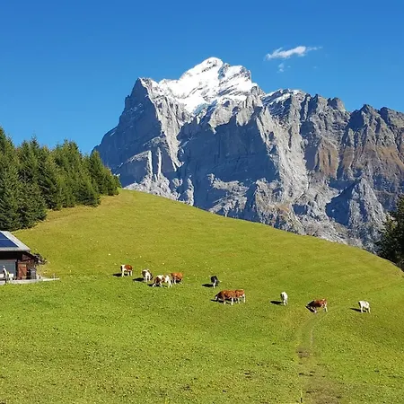 Gletscherfloh By Interhome *